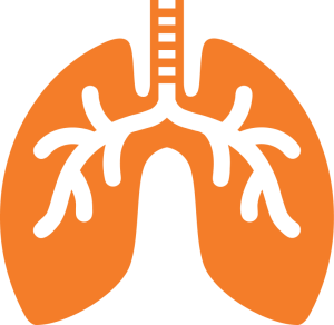 Lungs A simplified illustration of lungs